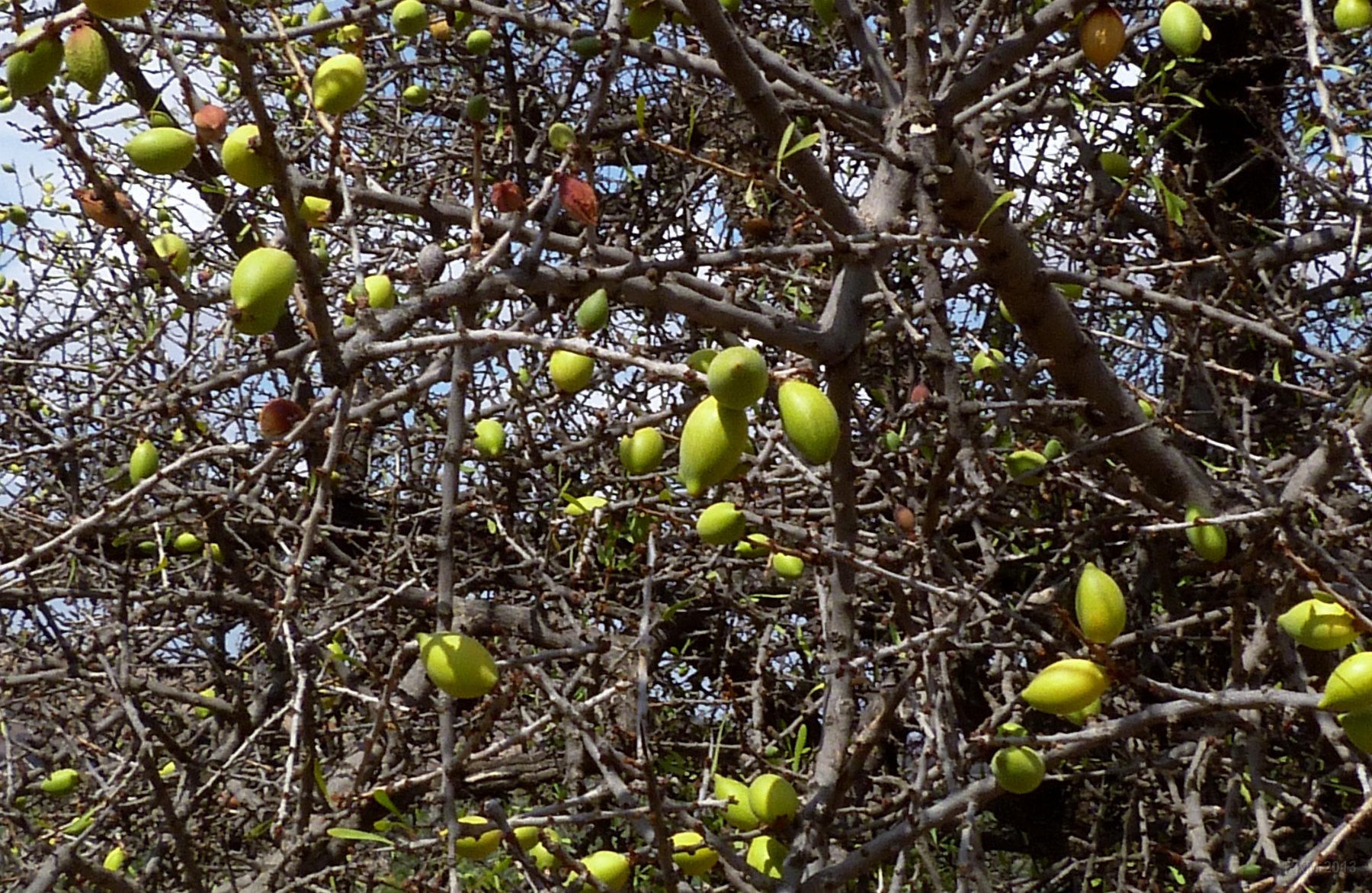Oasis de Tiout, fruits sur l'arganier